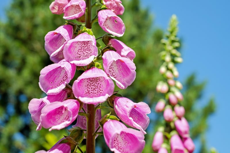 Colorful Vertical Garden